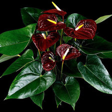 антуриум на черном