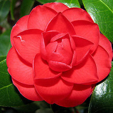 Схема вышивки «цветок камелии»