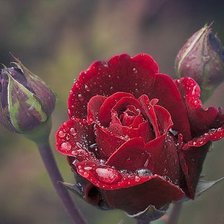 Схема вышивки «роза»