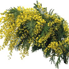 Схема вышивки «Мимоза»