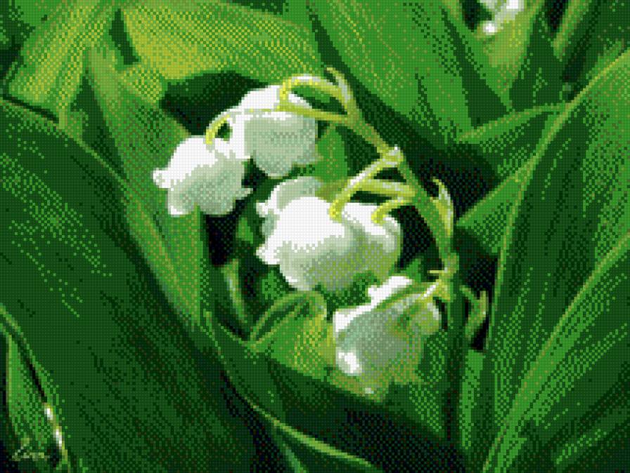 Ландыши - весна, ландыши - предпросмотр