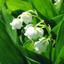 Схема вышивки «Ландыши»