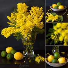 Схема вышивки «Мимоза»