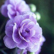 Схема вышивки «Композиция Часть 2»