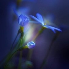 Схема вышивки «Композиция Часть 4»