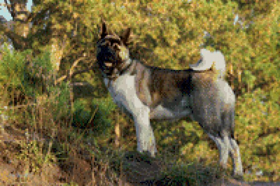 американская акита - предпросмотр