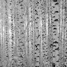 Схема вышивки «Зима в березах»