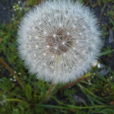 Схема вышивки «одуванчик»