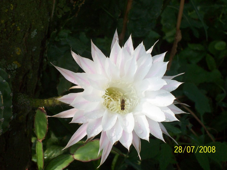 кактус - цветы - оригинал