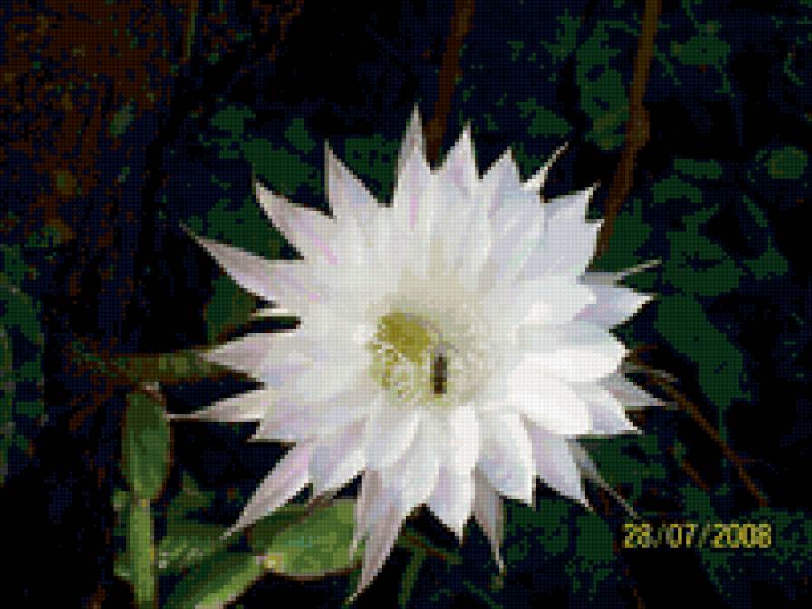 кактус - цветы - предпросмотр