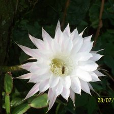 Схема вышивки «кактус»