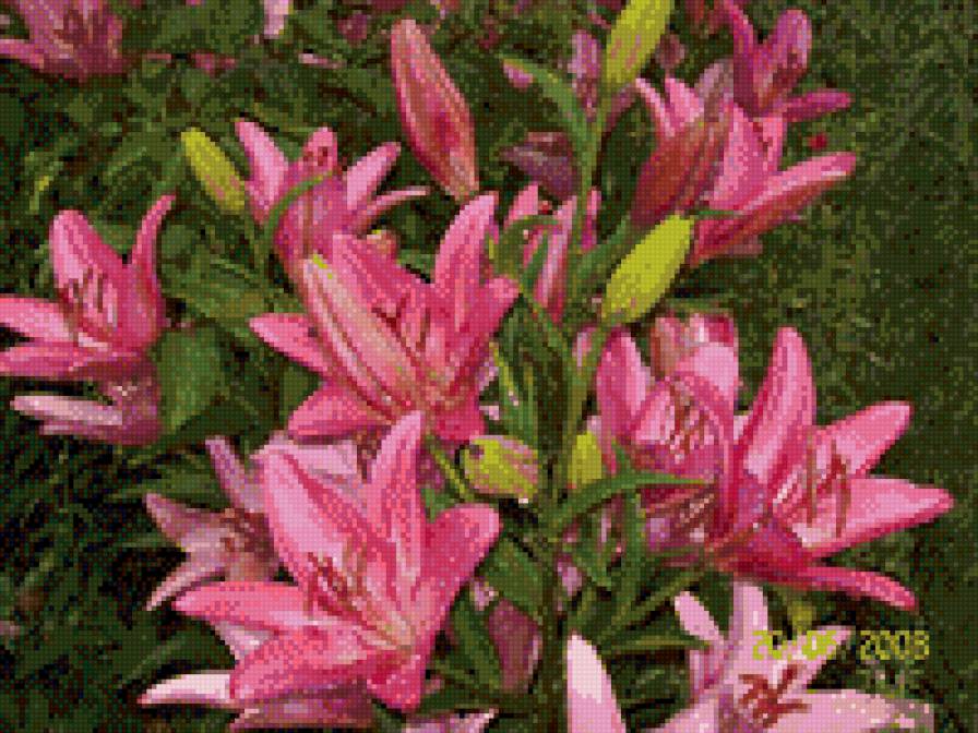 лилия - ветка, цветок - предпросмотр