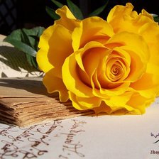 Схема вышивки «роза»