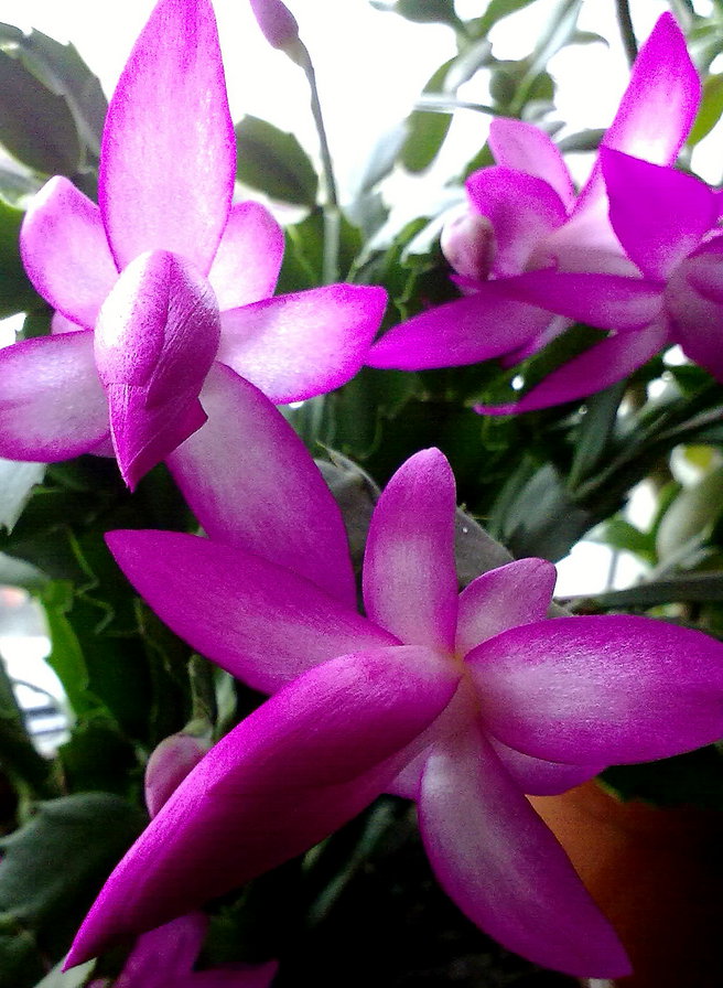 Зимняя сказка - кактусы, цветы - оригинал