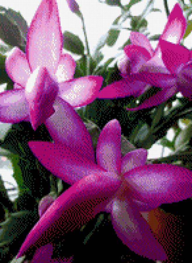 Зимняя сказка - кактусы, цветы - предпросмотр