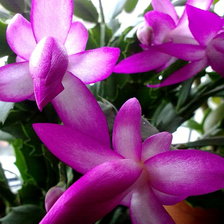 Зимняя сказка