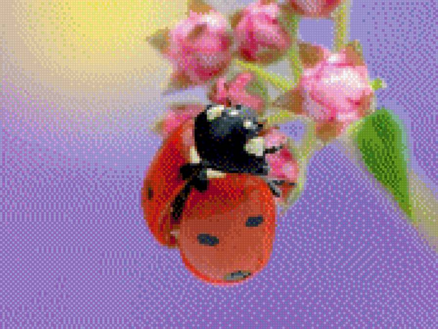 Божия коровка - природа, насекомые - предпросмотр