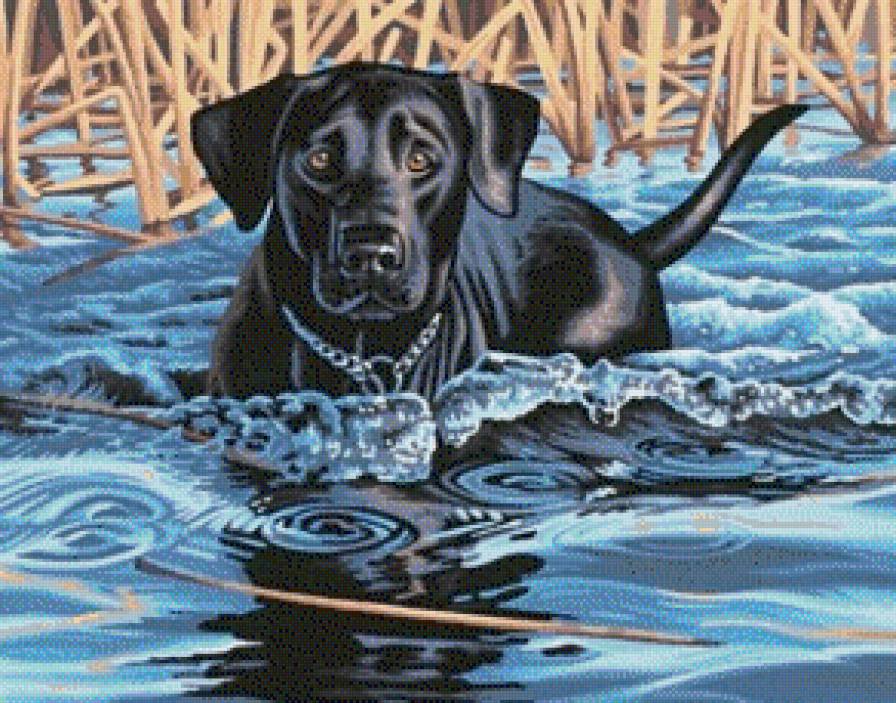 Любителям собак - собака, озеро, охота, черный лабрадор - предпросмотр