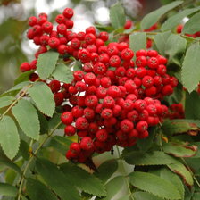 Схема вышивки «Рябина»