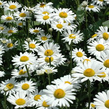 Схема вышивки «Ромашки»