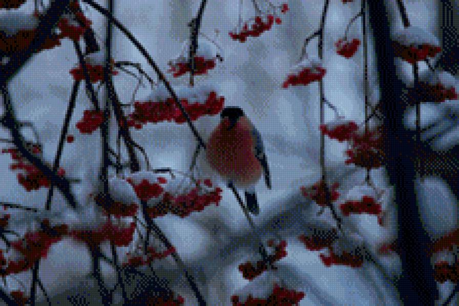 Снегирь - снегирь, рябина, природа - предпросмотр