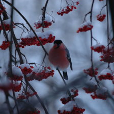 Схема вышивки «Снегирь»