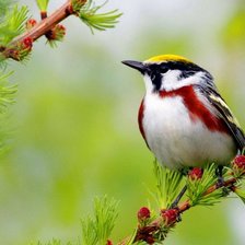 Схема вышивки «птица на ветке»
