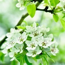 Схема вышивки «Композиция_2 Часть 1»