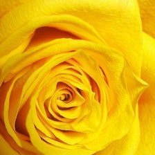 Желтая роза