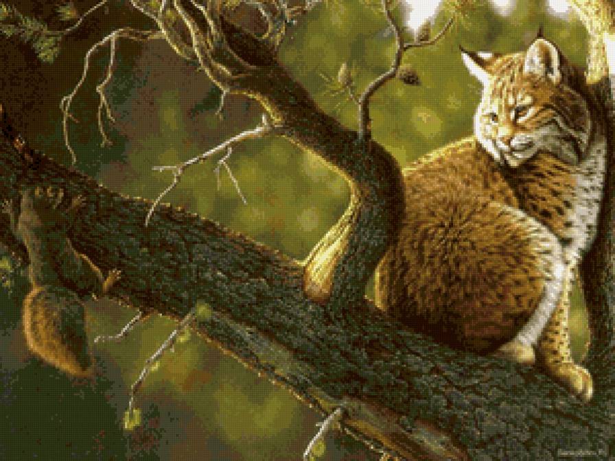 Серия "Живой мир": Рысь и белка на одной ветке - предпросмотр