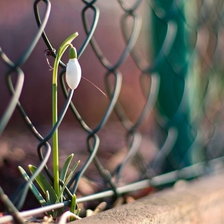 Схема вышивки «Подснежник»