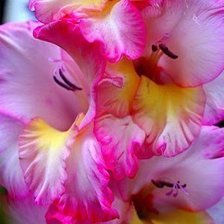 Схема вышивки «гладиоус»