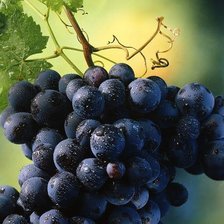 Схема вышивки «синий виноград»