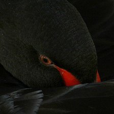 Схема вышивки «Черный лебедь»