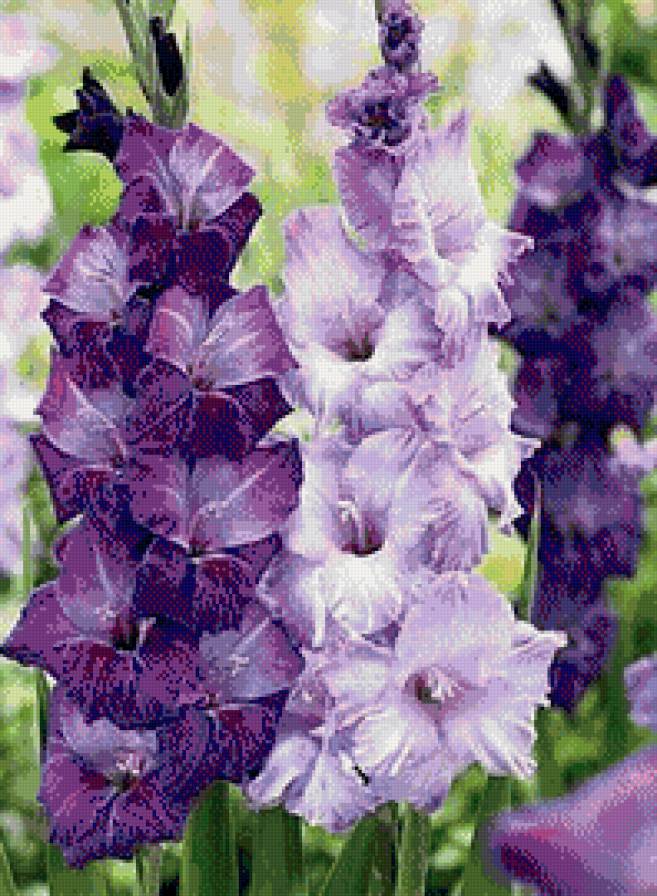 гладиоус - цветы, гладиоус - предпросмотр