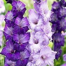 Схема вышивки «гладиоус»