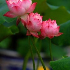 Схема вышивки «цветок»