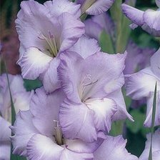 Схема вышивки «гладиоус»