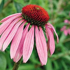 Схема вышивки «цветок»