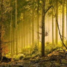 Схема вышивки «в лесу»