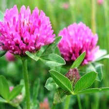 Схема вышивки «кашка»