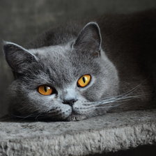 Схема вышивки «2»