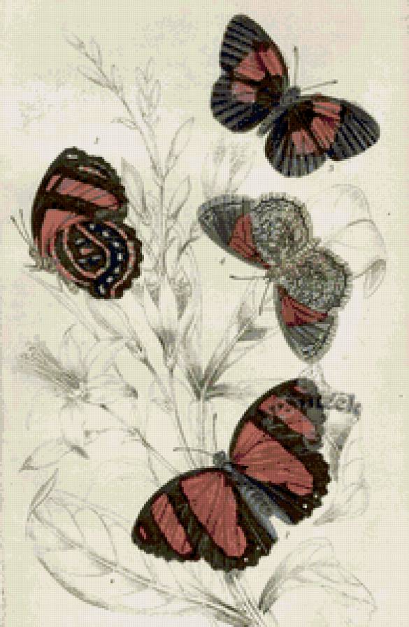 пано бабочки - бабочки, пано - предпросмотр