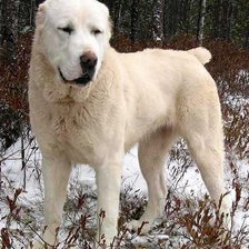 Схема вышивки «Алабай»