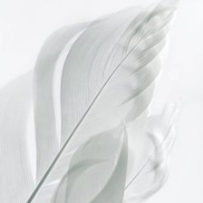 Схема вышивки «перо»