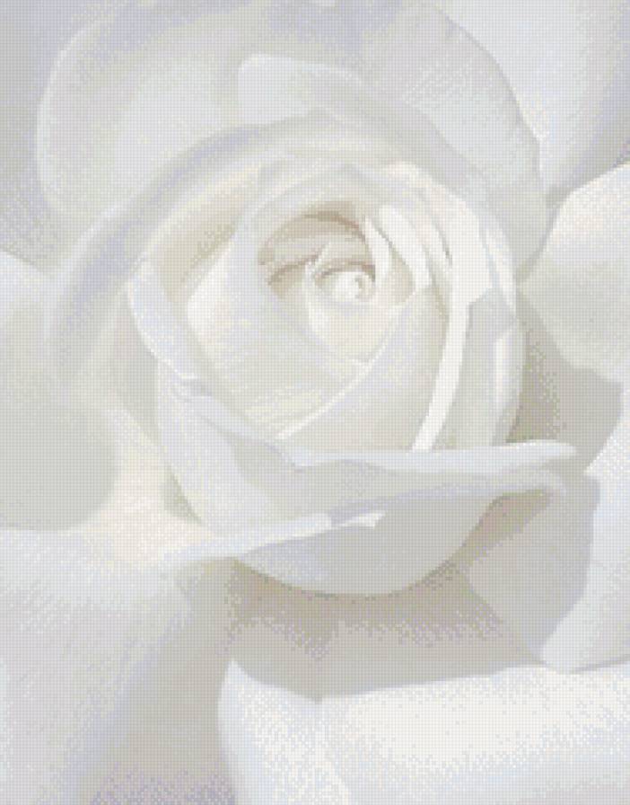 белая роза - роза, цветы - предпросмотр