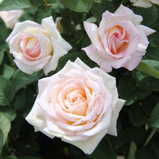 Схема вышивки «№653326»