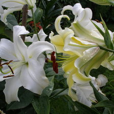 Схема вышивки «ЛІЛІЇ»