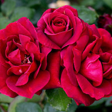 Схема вышивки «№653332»