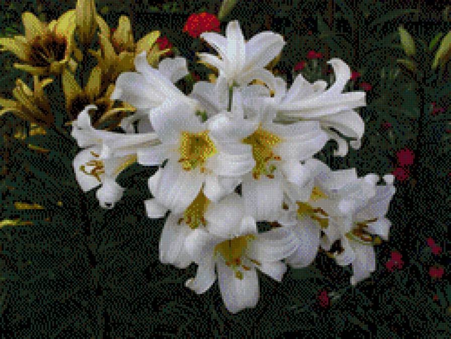 ЛІЛІЇ - квіти - предпросмотр